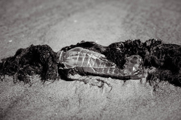 plastic bottle on sand and polluting the beach