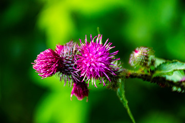 wild thistle blooms