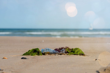 Fototapeta na wymiar plastic bottle on sand and polluting the beach