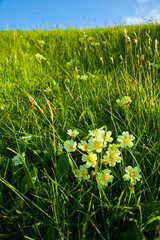Primavera (Primula sp.)