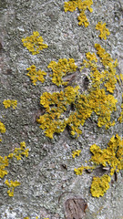 Yellow lichen on the gray tree trunk     