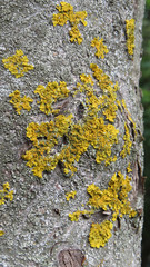 Yellow lichen on the gray tree trunk     