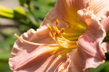 Fototapeta na wymiar Closeup of Apricot Day Lily