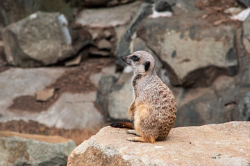 Meerkat on guard on a  solitary rock