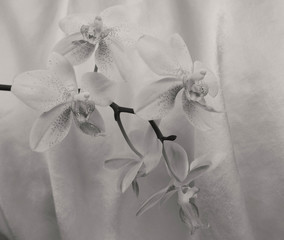 orchidea fotografata in interno su sfondo bianco