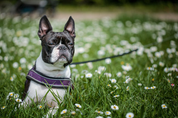 Boston Terrier in the Park in Spring