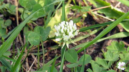 Clover flower close up in summer garden