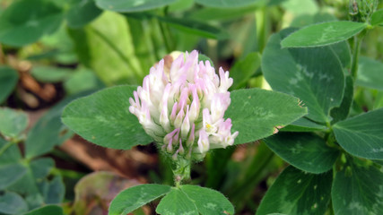 Clover flower close up in summer garden