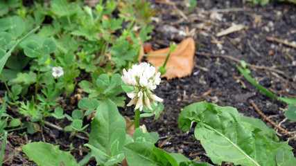 Obraz premium Clover flower close up in summer garden