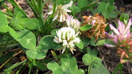Clover flower close up in summer garden