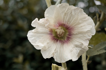 helle rosa blüte isoliert