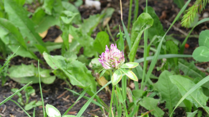 Clover flower close up in summer garden