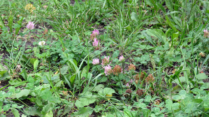 Clover flower close up in summer garden