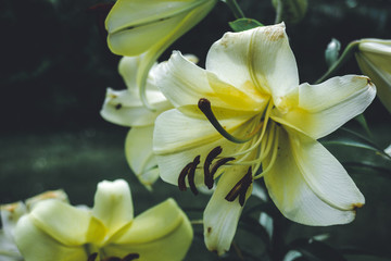 weiße lilie Blüte isoliert mit dunklen Hintergrund © Mrql