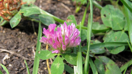 Clover flower close up in summer garden