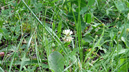 Clover flower close up in summer garden