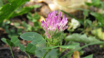 Clover flower close up in summer garden