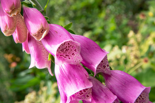 Purple digitalis flower in garden