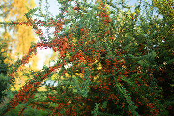 exotic tropical Red berries pyrokanta clusters on the branches