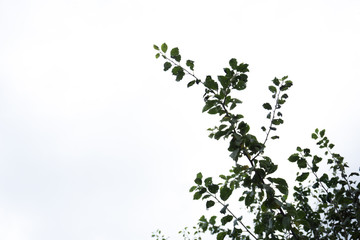 Blätter und Äste eines Zwetschgenbaumes mit hellem Hintergrund