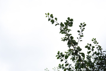 Blätter und Äste eines Zwetschgenbaumes mit hellem Hintergrund