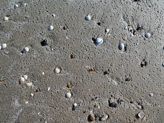 Fototapeta na wymiar Muscheln am Strand in Dänemark