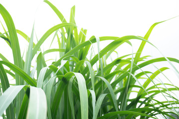 Chinaschilf Miscanthus sinensis Blätter