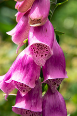 Purple digitalis flower in garden