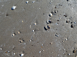 Muscheln am Strand in Dänemark