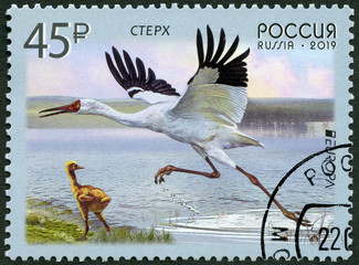 RUSSIA - 2019: shows Siberian crane, Europe program issues, Birds