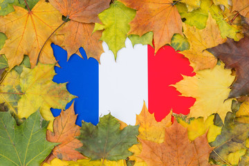 France flag buried in yellow maple leaves. Autumn texture.