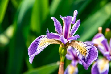 Fototapeten Lila Irisblume im Sommergarten. © RowanArtCreation