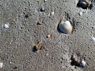 Muscheln am Strand in Dänemark