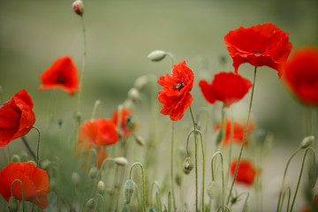 Red Poppy Flowers