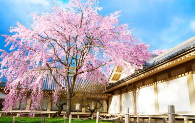 sakura in japan. Cherry blossom in old house.