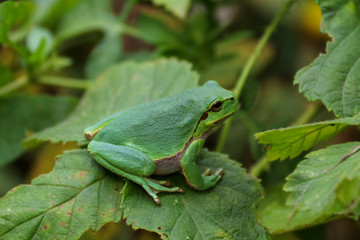 European Tree Frog