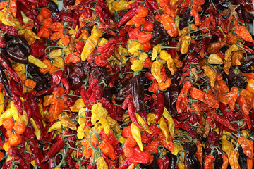 colorful dried pepper - Mallorca Spain