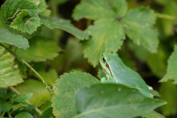 European Tree Frog
