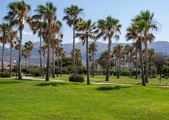 View of palms at beach in Malia on Crete, Greece