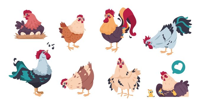 Chicken and rooster. Cute poultry farm characters, cartoon chick with baby chickens isolated. Vector illustrations colourful domestic birds set on white background
