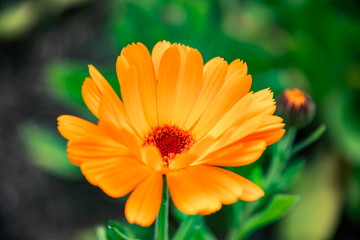 Beautiful orange calendula flower in summer garden (Marigold).