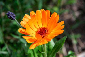 Beautiful orange calendula flower in summer garden (Marigold).