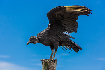young andean blak condor near Villa de Leyva Boyaca in Colombia South America