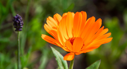Beautiful orange calendula flower in summer garden (Marigold).