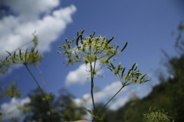 grass and sky