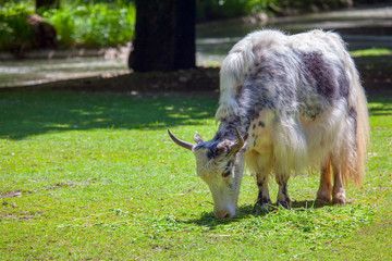 Domestic african Yak grazing on the sunny meadow 