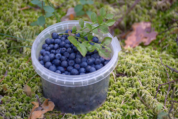 Bilberry