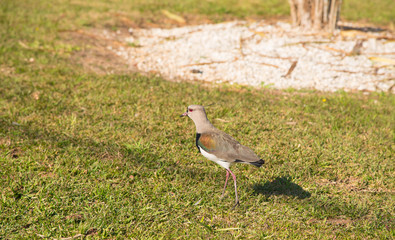 Bird Vanellus chilensis Sunbathing 02