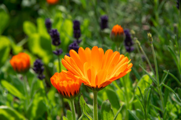 Beautiful orange calendula flower in summer garden (Marigold).