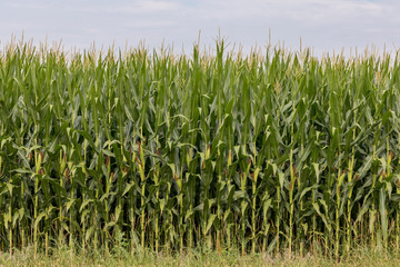 Corn field with tassels, silk, and ears on healthy green corn plants in mid summer